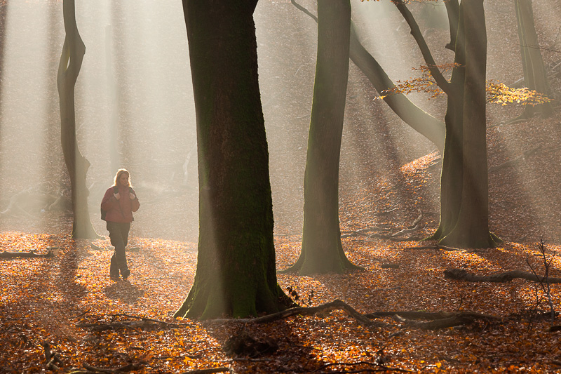 Veiligheidscontrole: Gemarkeerde bomen  op de Keijenberg