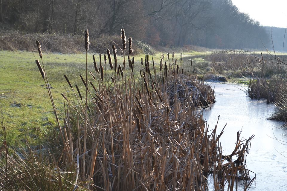 Wandelen in het Renkums beekdal