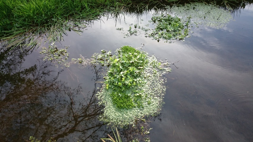 Groot bronkruid