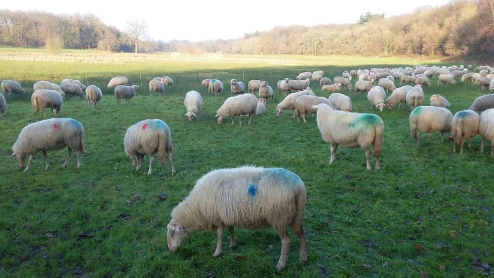 Wollige grasmaaiers in het Renkums Beekdal