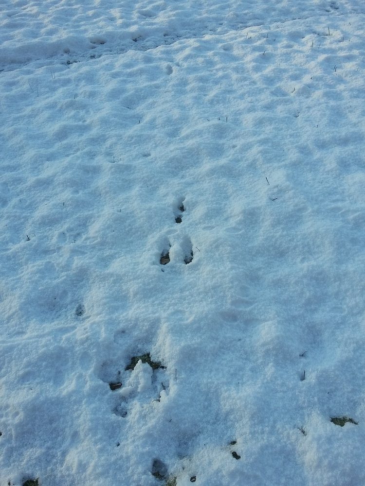 Sporen in de sneeuw