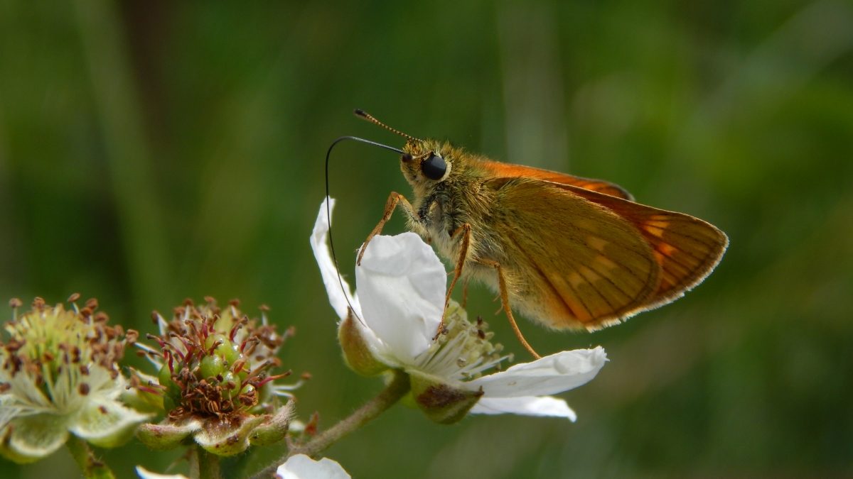 Grootdikkopje, deze foto is eigendom van Staatsbosbeheer