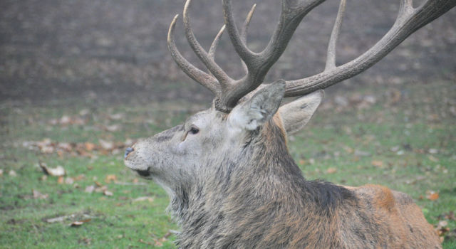 Eerste bronst in de Renkumse poort!