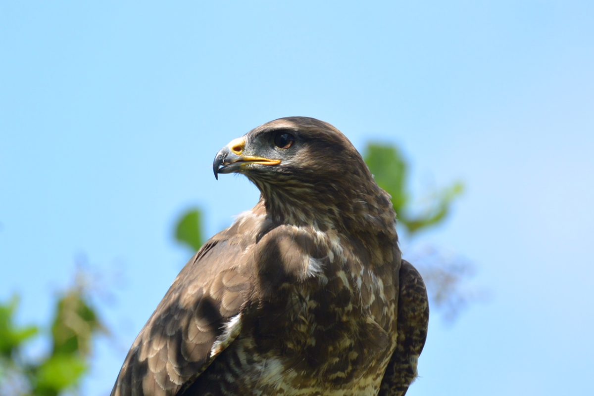 Buizerd op jacht