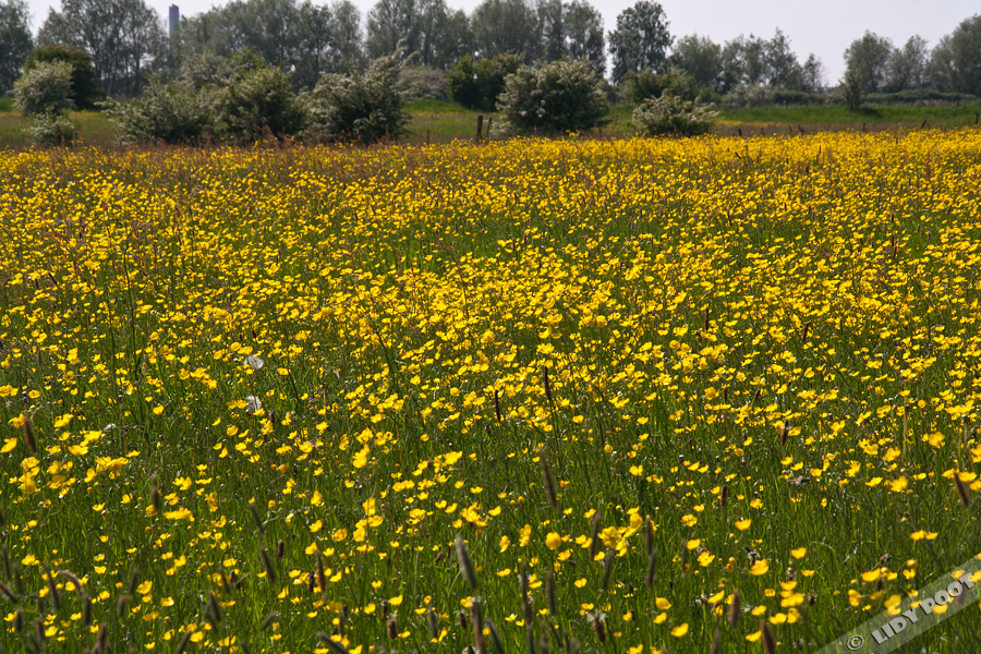 Boterbloemen