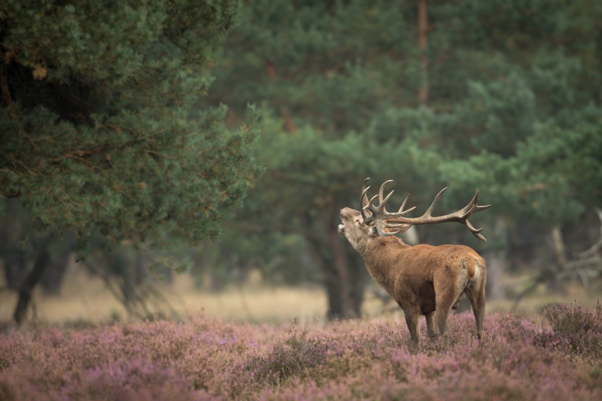 Renkum bronst