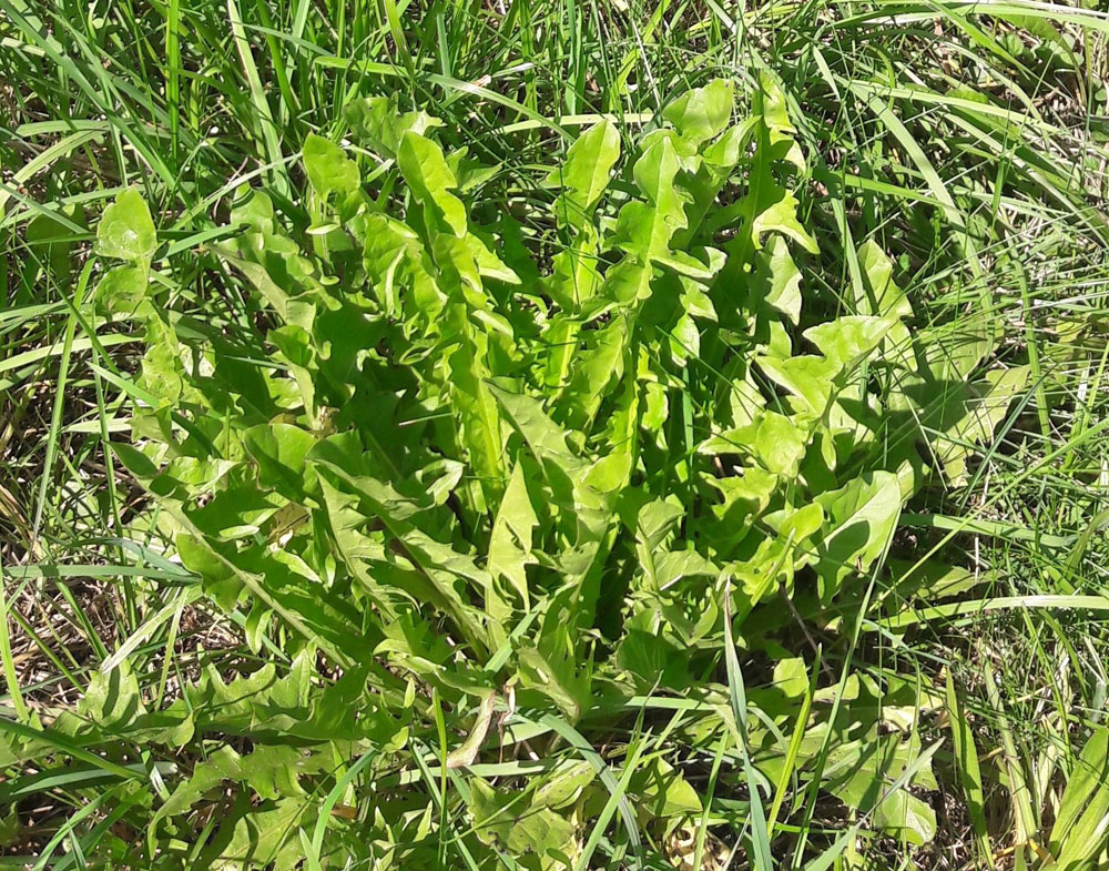 Paardenbloemen