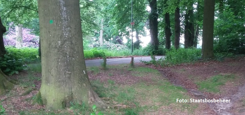 Wat is er aan de hand met de bomen van de Nieuwe Keijenbergseweg?