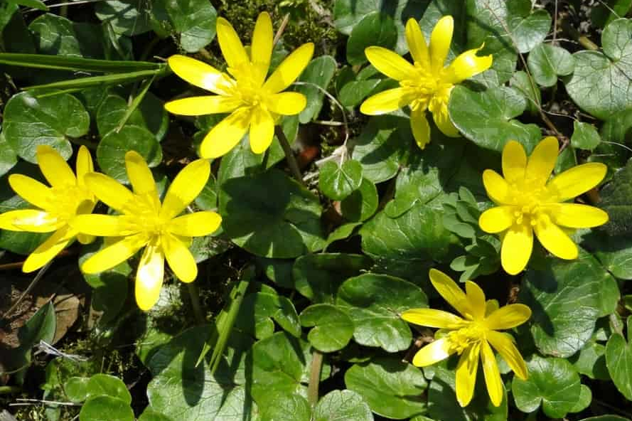 FLORA – De natuur van het Renkums Beekdal