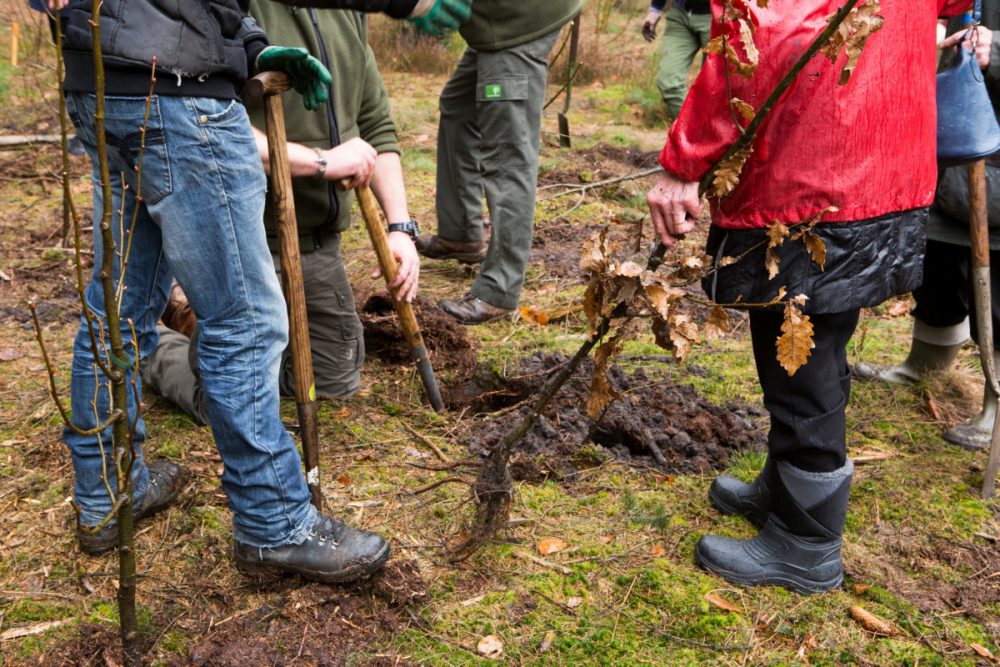 Het Bennekomse bos krijgt nieuwe bomen