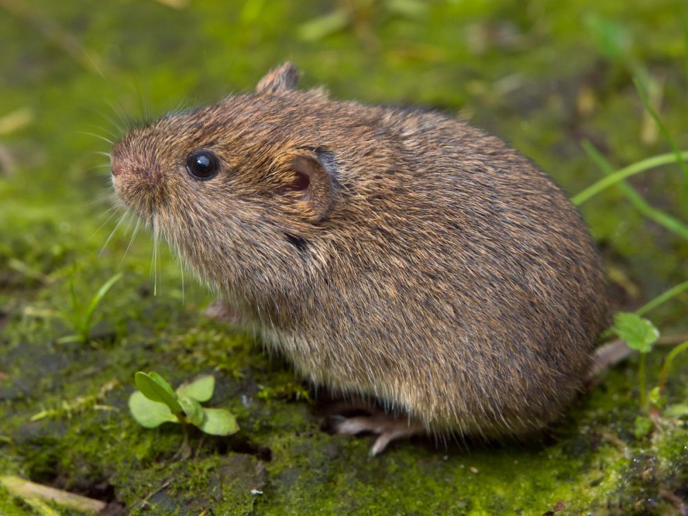 Aardmuis (foto: Saxifraga-Rudmer Zwerver)