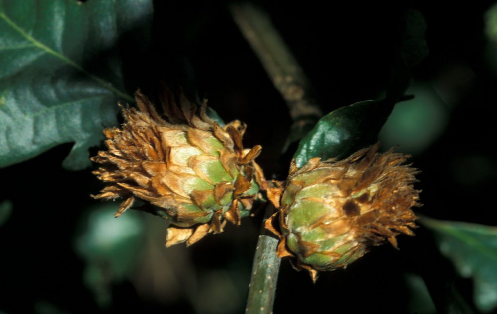 Ananasgalwesp (foto: Saxifraga-Frits Bink)