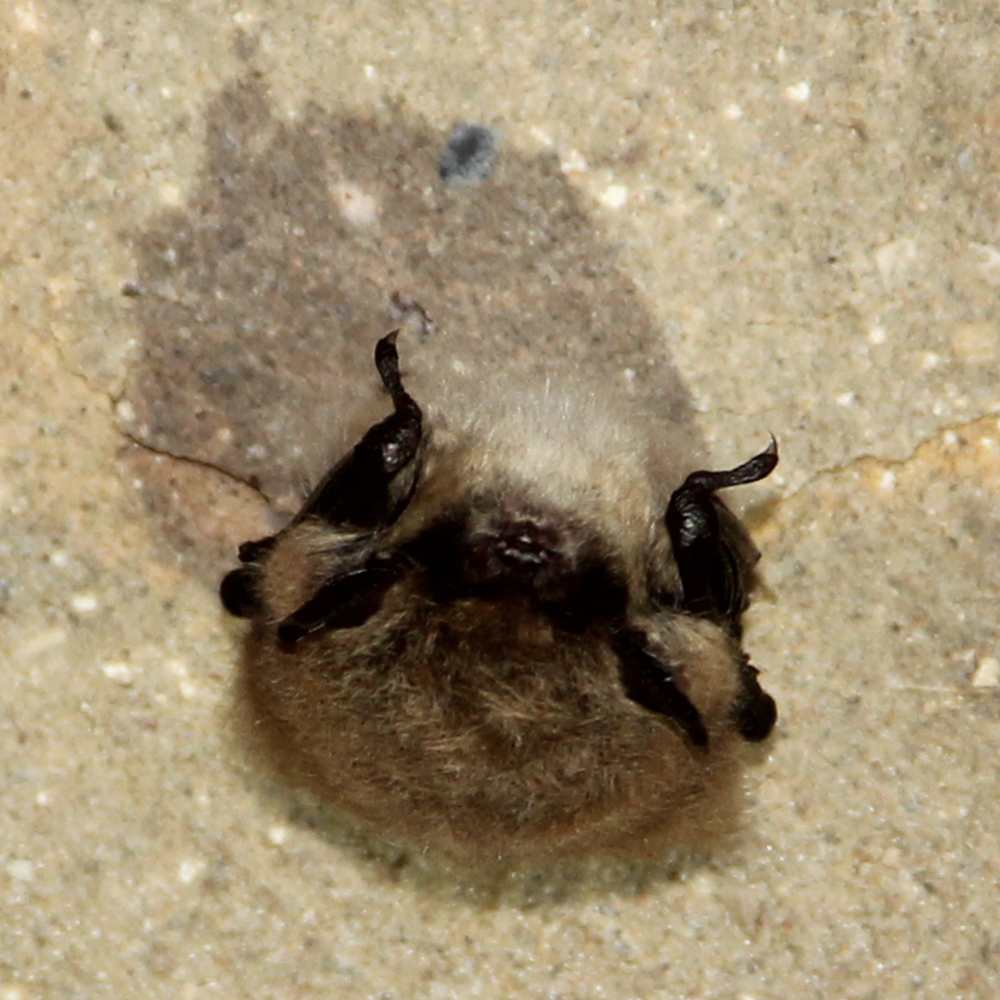 Baardvleermuis (foto: Jeroen Kwakkel)