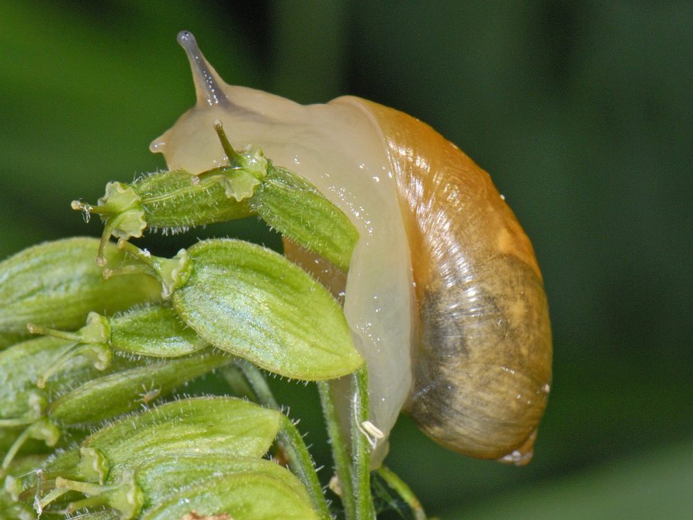 Gewone barnsteenslak (foto: Saxifraga-Ab H Baas)