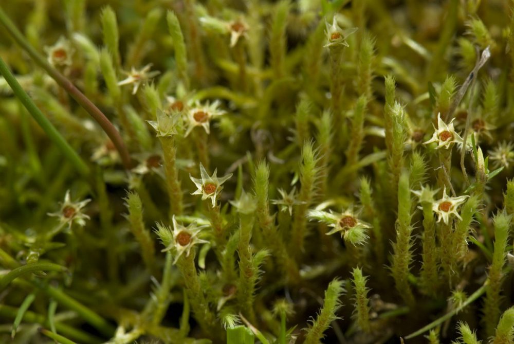 Beekstaartjesmos (foto: Saxifraga-Willem van Kruijsbergen)