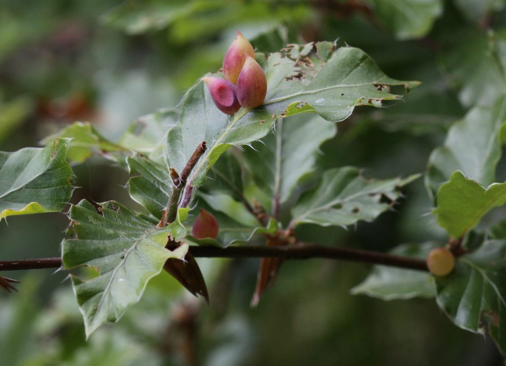 Beukengalmug (foto: Saxifraga-Peter Meininger)