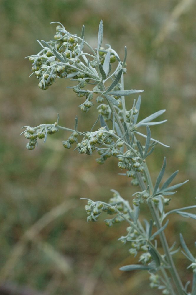 Bijvoet (foto: Saxifraga-Jan van der Straaten)