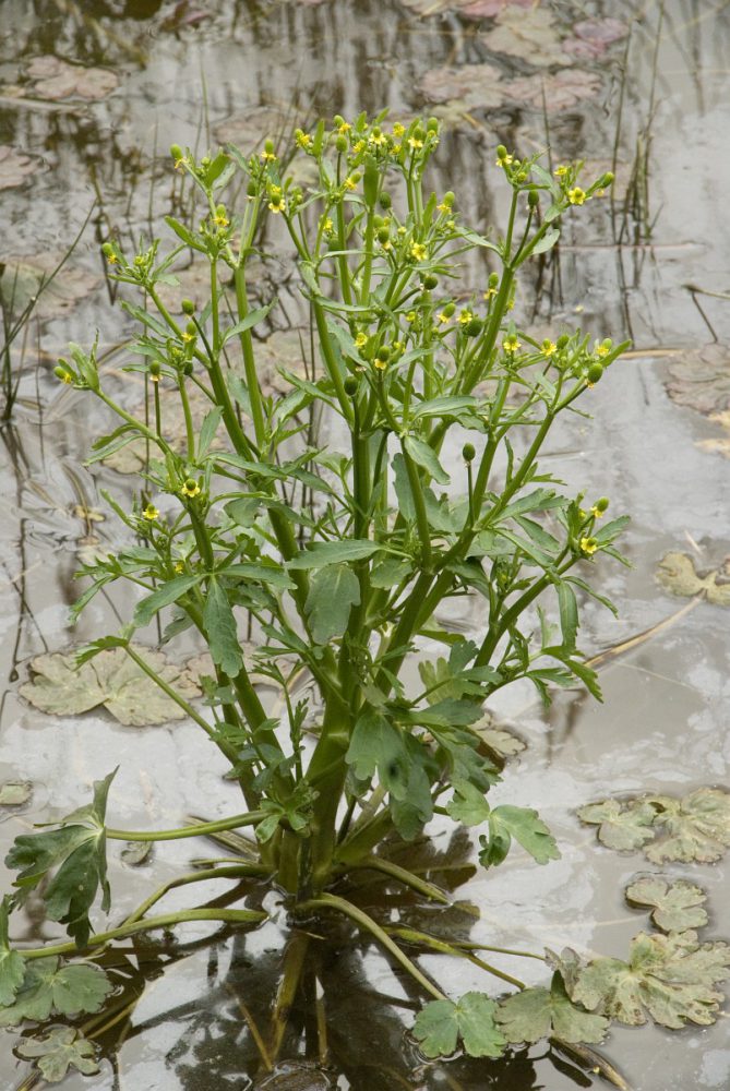 Blaartrekkende boterbloem (foto: Saxifraga-Willem van Kruijsbergen)