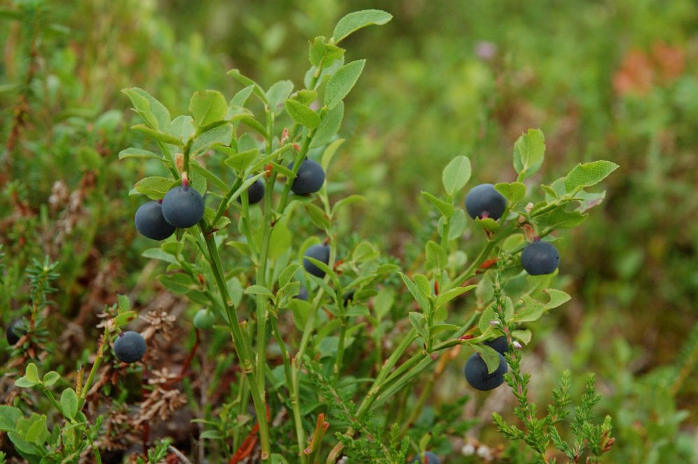 Blauwe bosbes (foto: Saxifraga-Willem van Kruijsbergen)