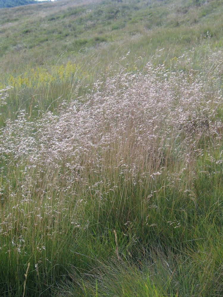 Bochtige smele (foto: Saxifraga-Jasenka Topic)