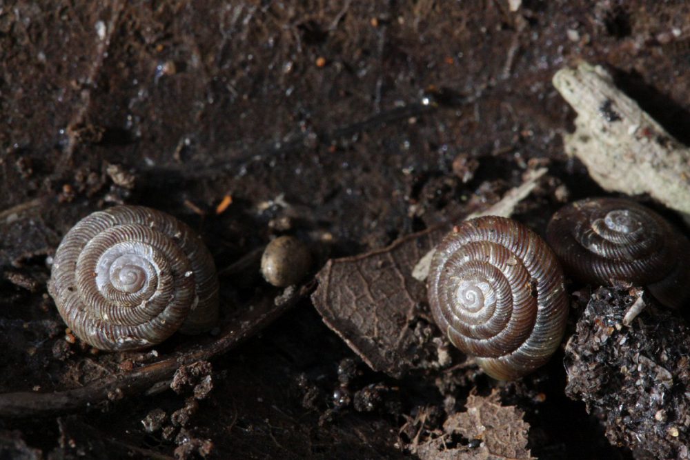 Boerenknoopje (foto: Saxifraga-Rutger Barendse)