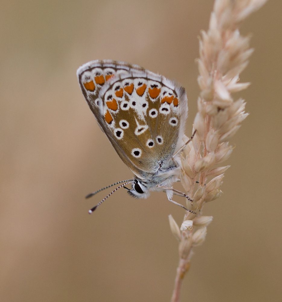 Bruin blauwtje (foto: Jerina van der Gaag)