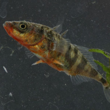 Driedoornige stekelbaars (foto: Saxifraga-Janus Verkerk)