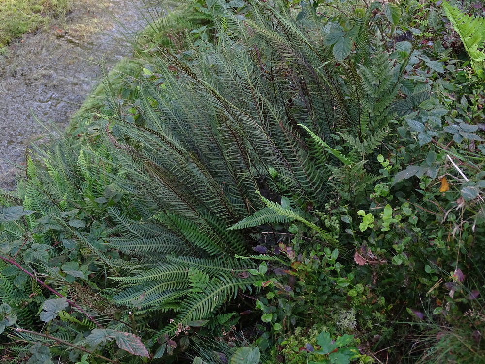 Dubbelloof (foto: Lieuwe Haanstra)