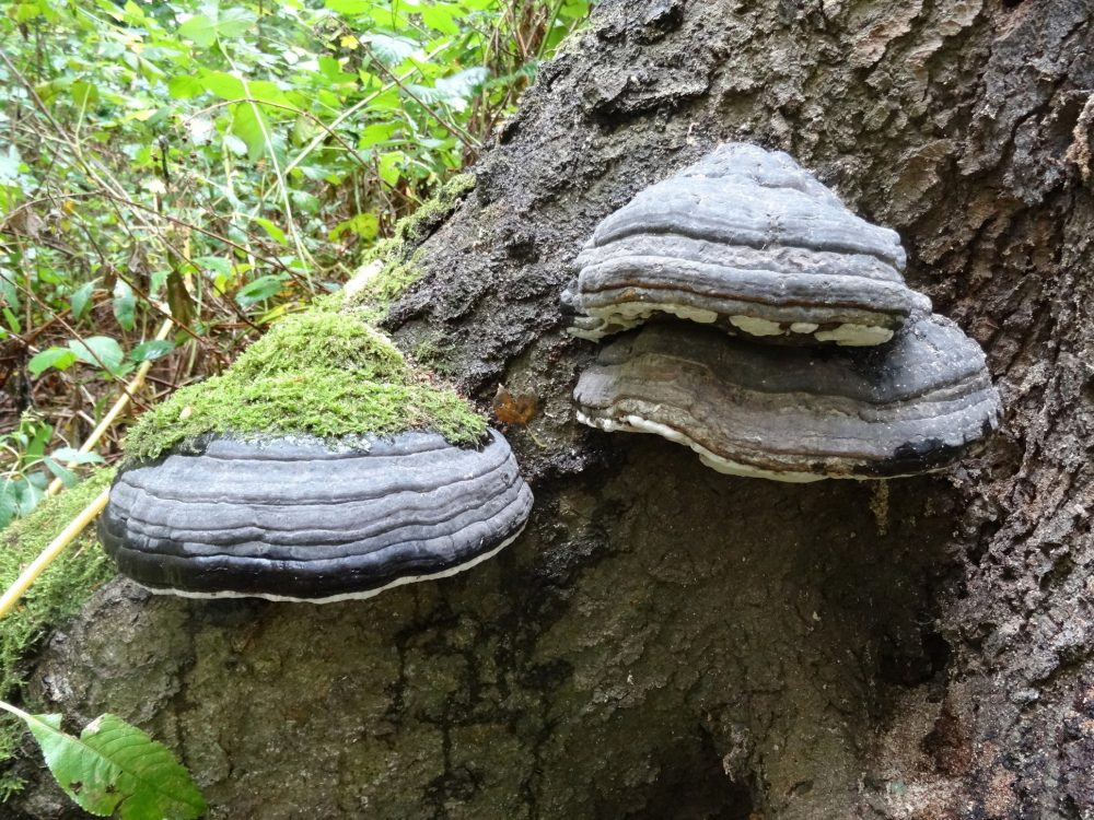 Echte Tonderzwam (foto: E. Minke)