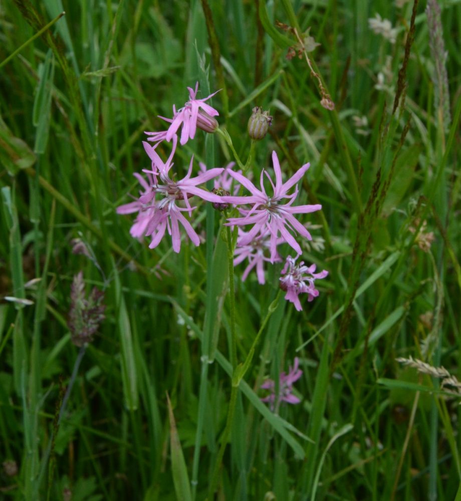 Echte koekoeksbloem (foto: H. Poot)