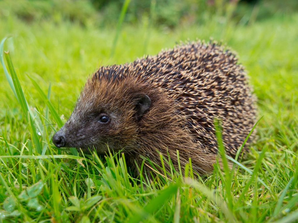 Egel (foto: Saxifraga-Rudmer Zwerver)