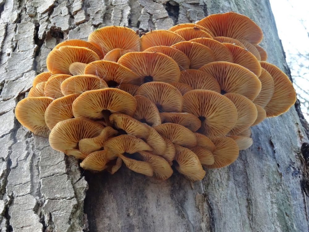 Gewoon fluweelpootje (foto: E. Minke)