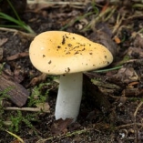 Geelwitte Russula (foto: John den Daas)