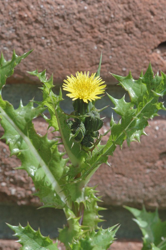 Gekroesde melkdistel (foto: Saxifraga-Jan van der Straaten