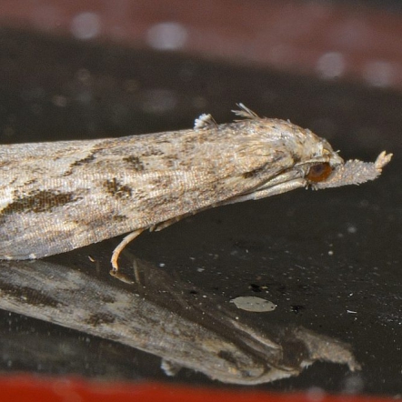 Gepijlde micro-uil (foto: Saxifraga-Ab H Baas)