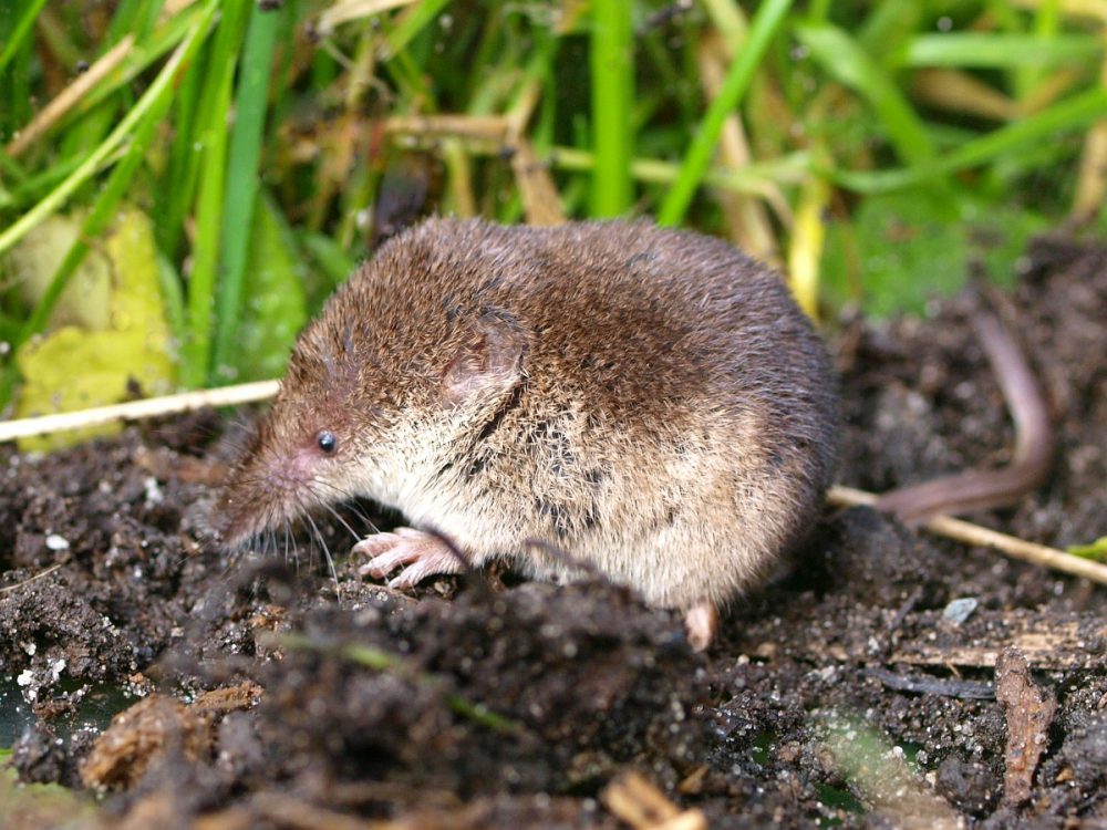 Gewone bosspitsmuis (foto: Saxifraga-Rudmer Zwerver)