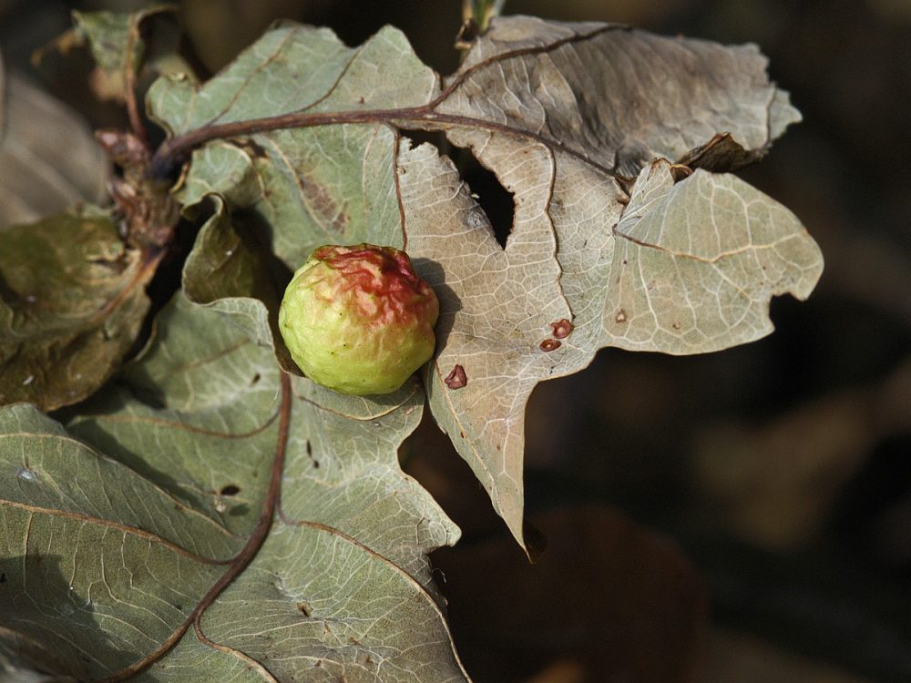 Galappelwesp (foto: Saxifraga-Ab H Baas)