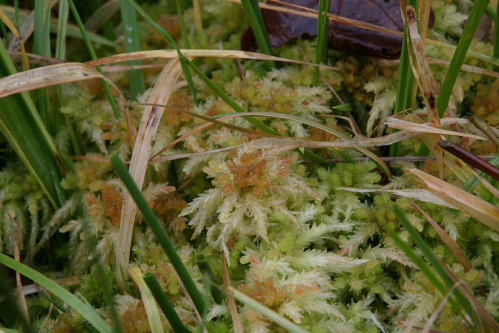 Gewoon veenmos (foto: Saxifraga-Hans Boll)