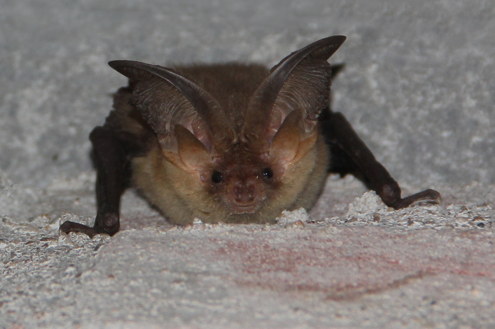 Grootoorvleermuis (foto: Wiegert Steen)