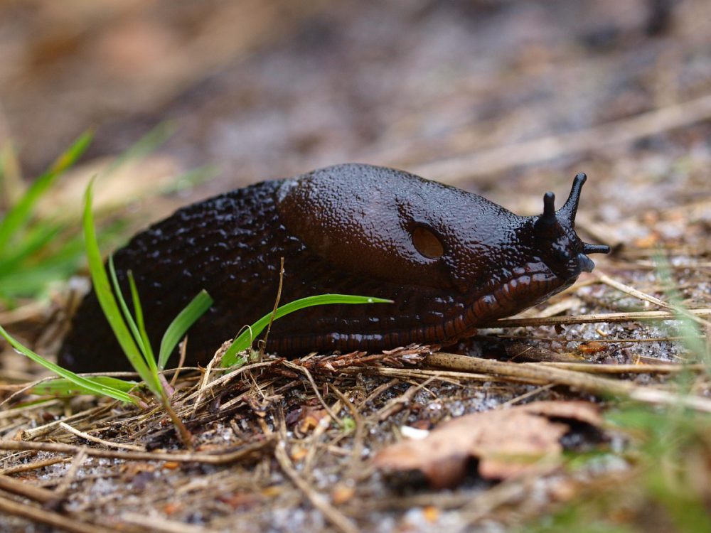 Gewone Wegslak (foto: Saxifraga-Rudmer Zwerver)