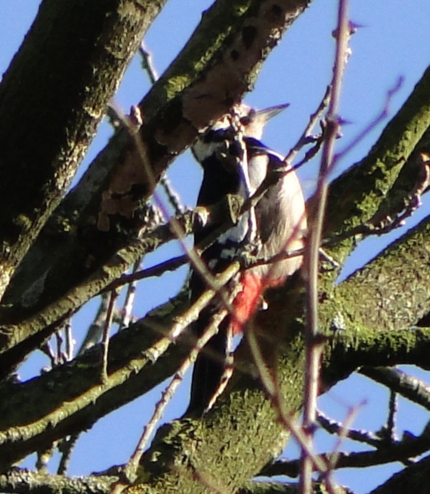 Grote bonte specht (foto: Dirk Prins)