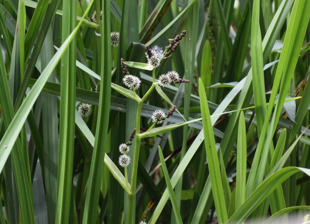 Grote egelskop (foto: Saxifraga-Peter Meininger)