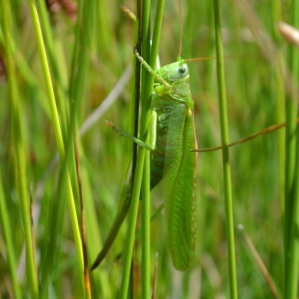 Grote groene sabelsprinkhaan (foto: Hadewych Roelofsen)