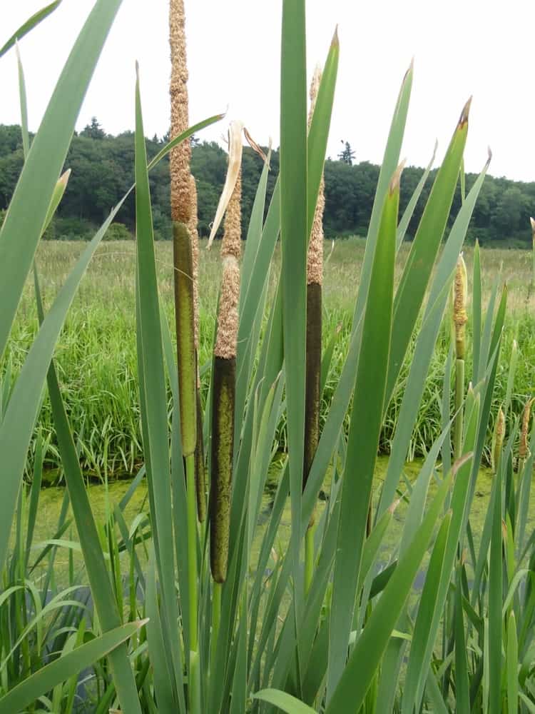 Grote lisdodde (foto: Dirk Prins)