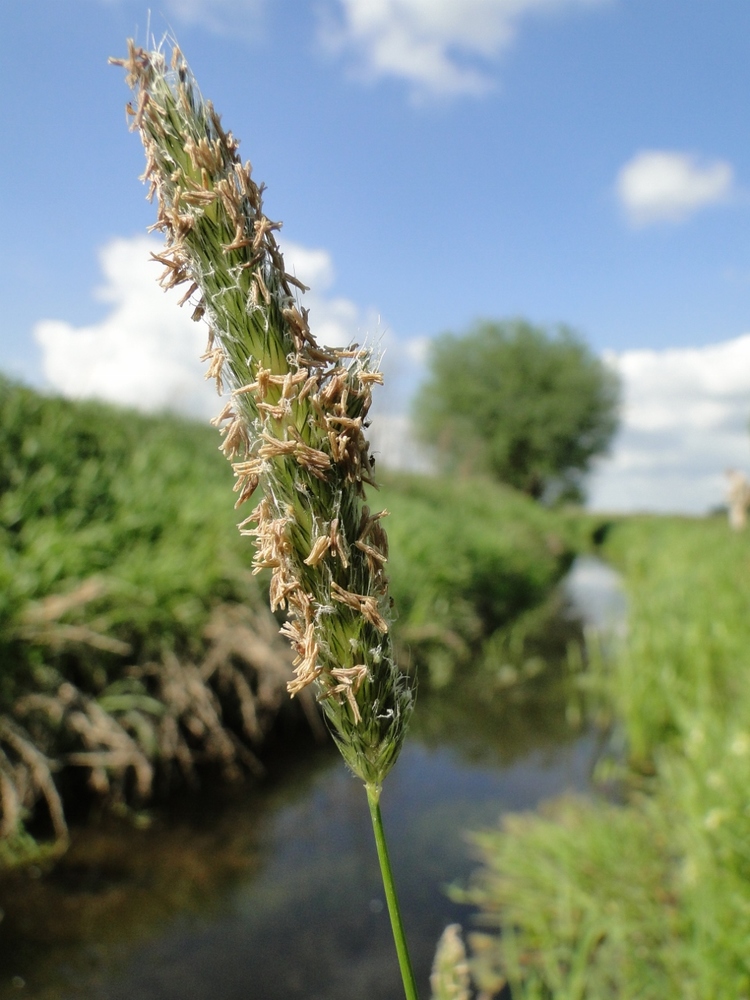 Grote vossenstaart (foto: Dirk Prins)