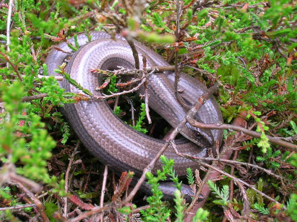 Hazelworm (foto: Harm Hofman)