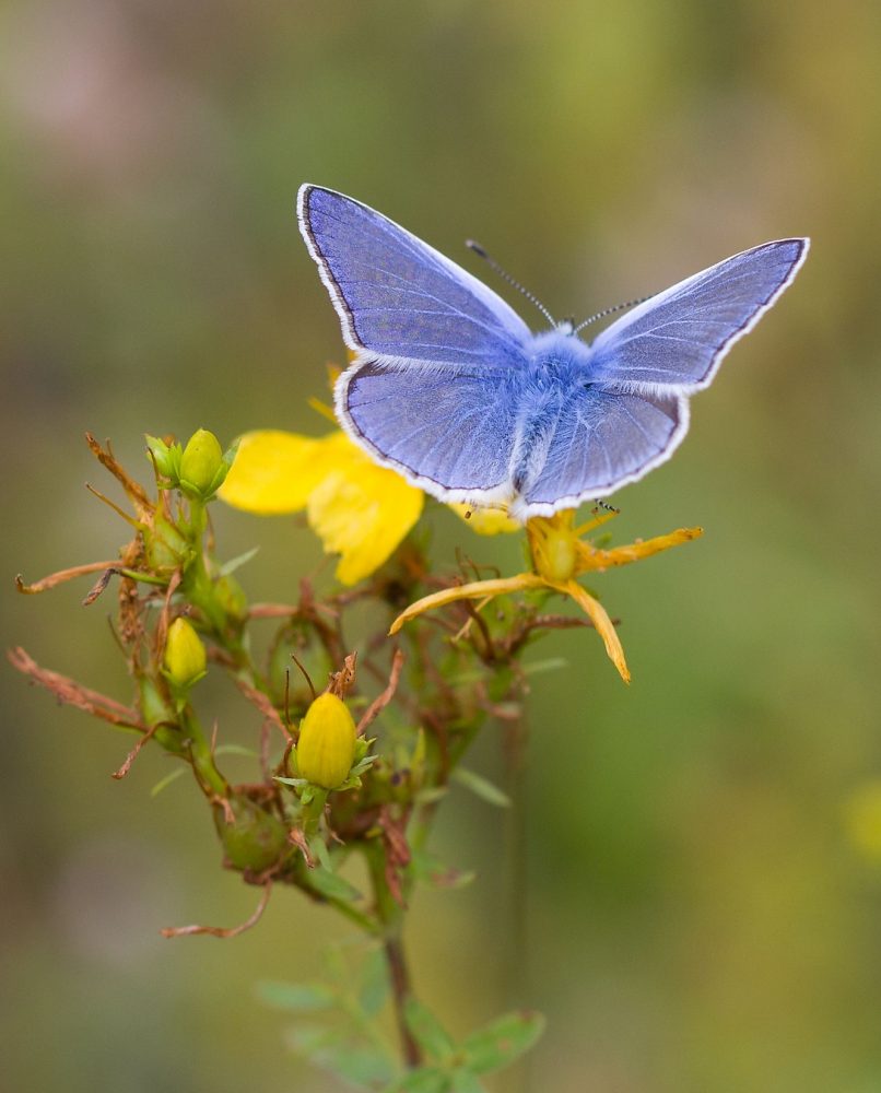 Icarusblauwtje (foto: Jerina van der Gaag)