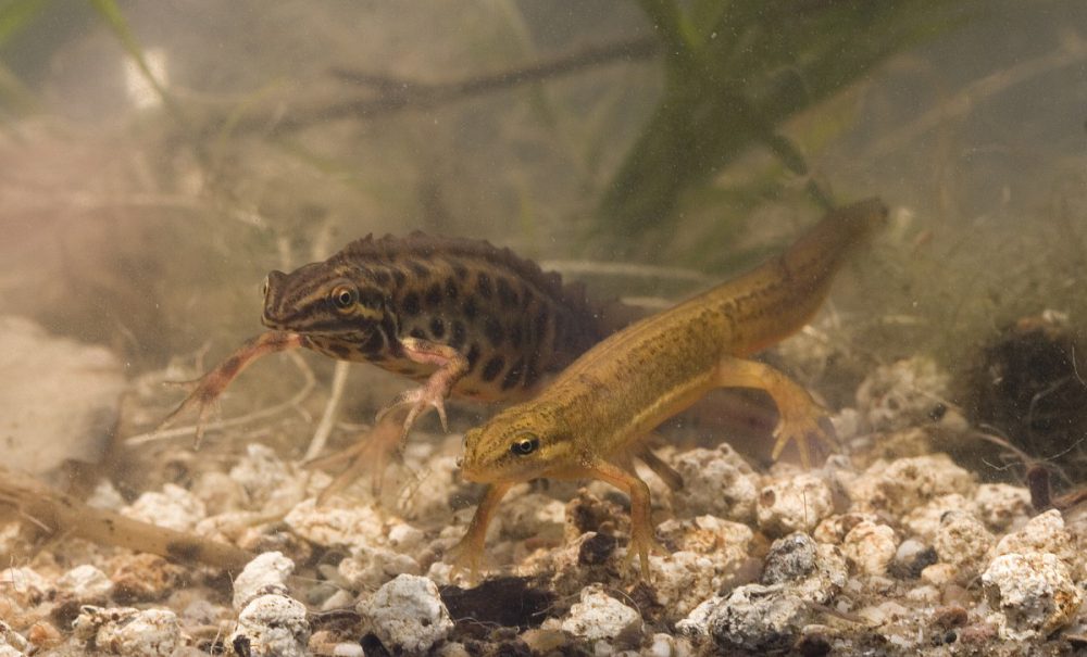 Kleine watersalamander (foto: Saxifraga-Mark Zekhuis)