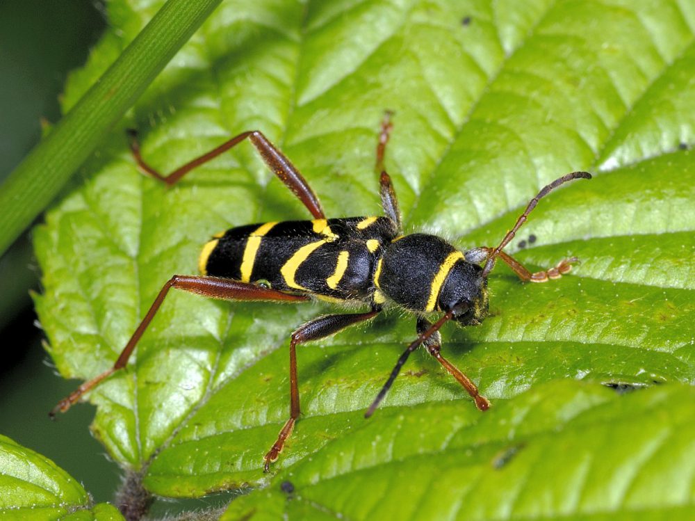 Kleine wespenboktor (foto: Saxifraga-Ab H Baas)