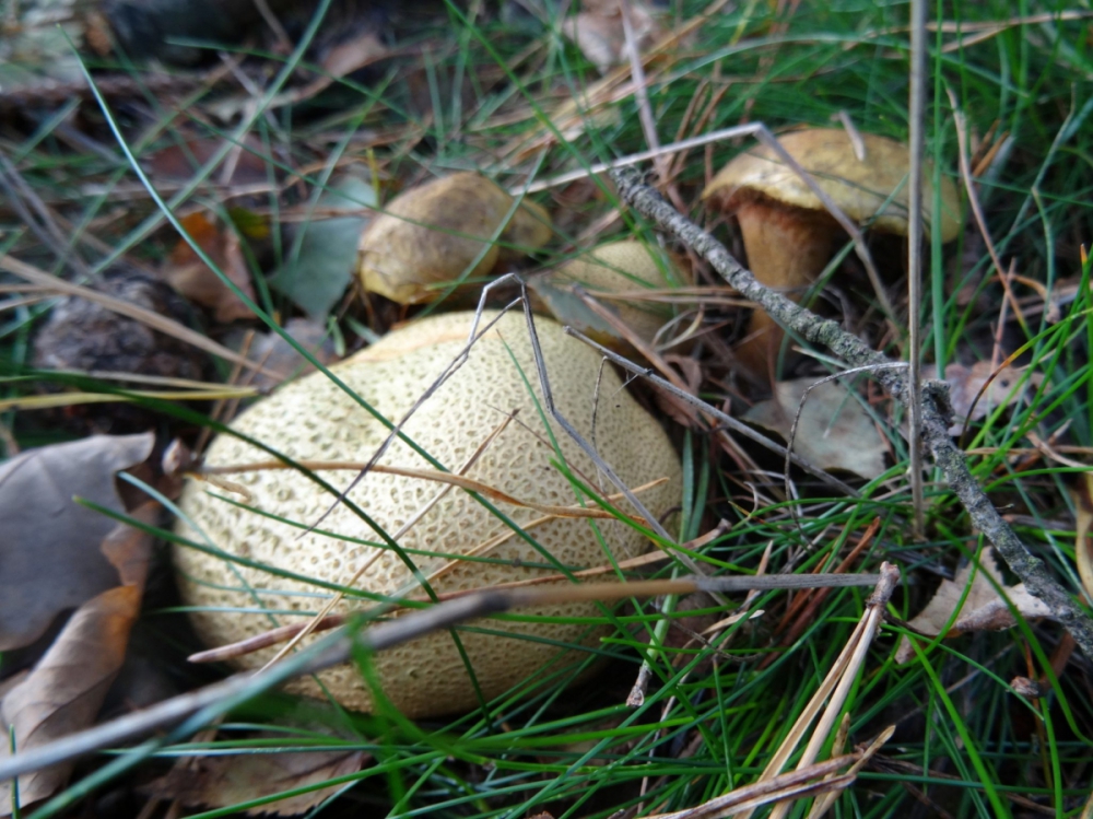 Gele Aardappelbovist (foto: E. Minke)